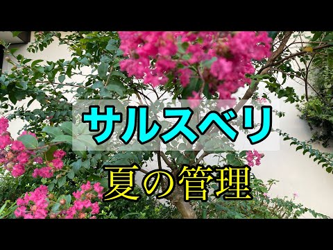 インドライラックの色あせた花は切ったほうがいいでしょうか？夏のサルスベリの剪定について知っておくべきことすべて  庭園