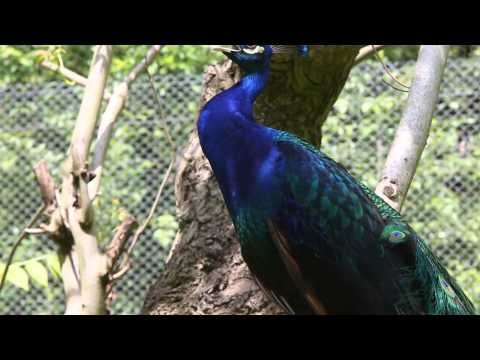 Tiergeräusche: Teil 1: Der Pfau