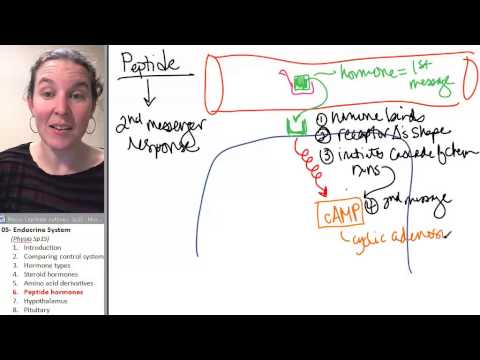 Endocrine 6- Peptide hormones