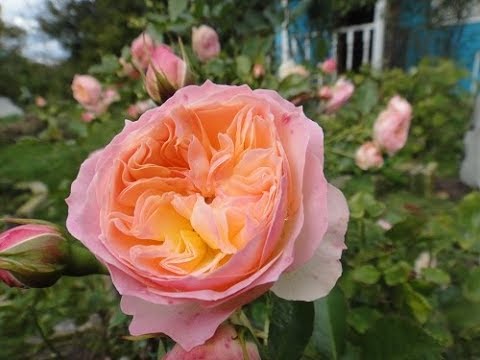 Нежная Красавица РОЗА-&quot;PASTELLA&quot;(ПАСТЕЛЛА)/немецкий питомник ТАНТАУ