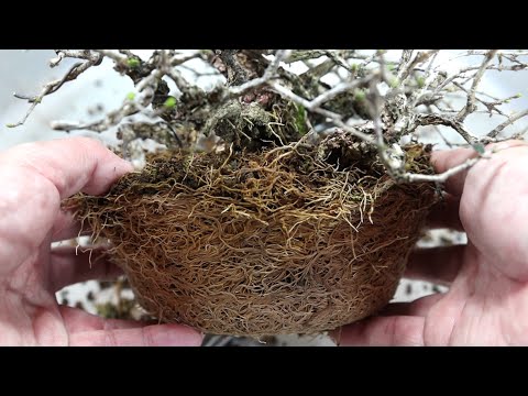 園芸 イボタノキ