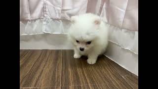 ポメラニアンの動画01