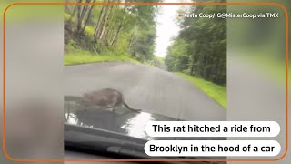 Rat hitches ride on hood of car from Brooklyn