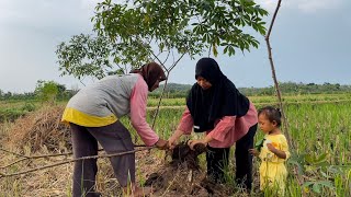 Download lagu Take Cassava from Rice Fields to Make Gandolo mp3