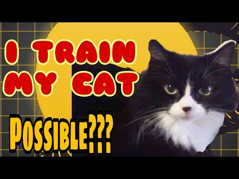 I train my Cat! Norwegian Forest Cat. It’s possible! /Angelina Tips and more