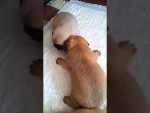 John John as a puppy with his siblings