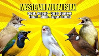 Download lagu Masteran Murai Isian Kenari, Cungkok, Cililin, Cucak Jenggot, Kapas Tembak mp3