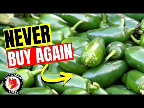 How To Grow Jalapenos From Seeds - Starting seeds