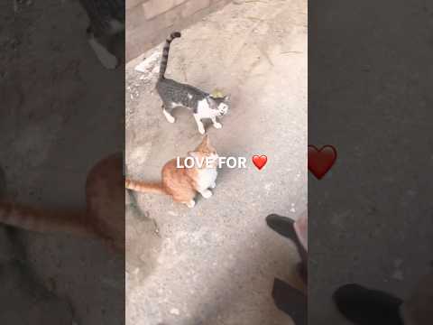 Love ❤️ #cat #furry #furryfriend #feline #shorts #catshorts #love #friends