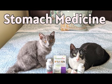 How to Treat Cat or Kitten Upset Stomach