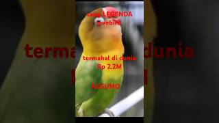 Download lagu pesona lovebird KUSUMO,sang legenda yg pernah ada.#lovebirds #kicaumania mp3