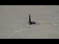 Cormorant Swallowing Eel