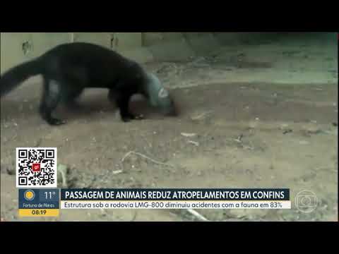 MINAS GERAIS - PASSAGEM DE ANIMAIS REDUZ ATROPELAMENTOS EM CONFINS   08 06 26