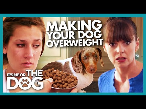 Owner Accidently Gives Dog DOUBLE the Recommended Food | It's Me or The Dog
