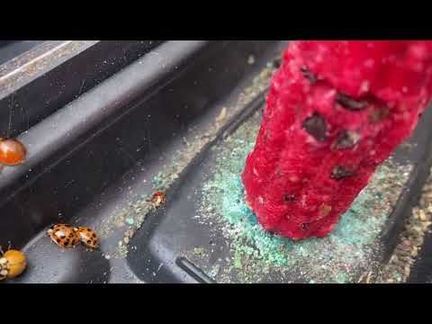 Asian Ladybugs Found Outside of the Home in Millstone, NJ