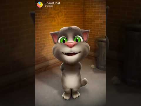 Funny cat talk in punjabi