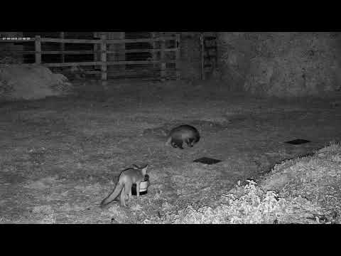 Grumpy badger irritated by fox - with sounds