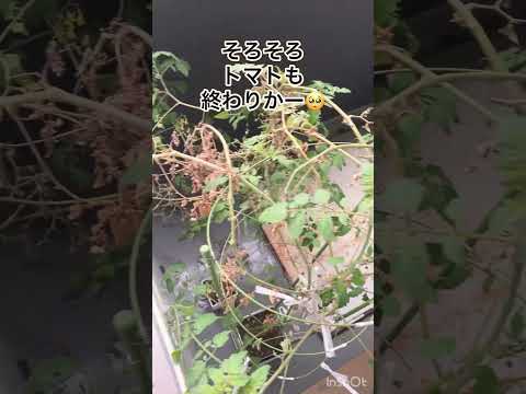 トマトの苗が育たないのはなぜですか?成長を加速させるために避けるべき5つの間違い  庭園