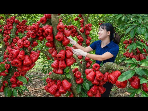 Harvesting RARE Rose Apples To Sell & Cooking Stuffed Meat Soup | Traditional Village Recipe