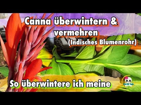 Canna überwintern ( indisches Blumenrohr überwintern ) Canna vermehren | Blumenrohr vermehren 🌸🌸🌸