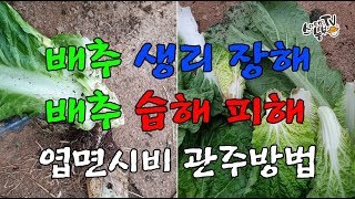 배추 습해피해 생리장해 관주시비 연면시비 방법