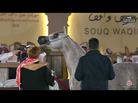 N 93 AL HASSAN AL NAIF   14th Qatar International Arabian Peninsula Horse Show 2025   Colts 2 3 Year