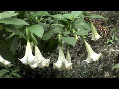 Dhatura is a very beautiful but poisonous flowering plant