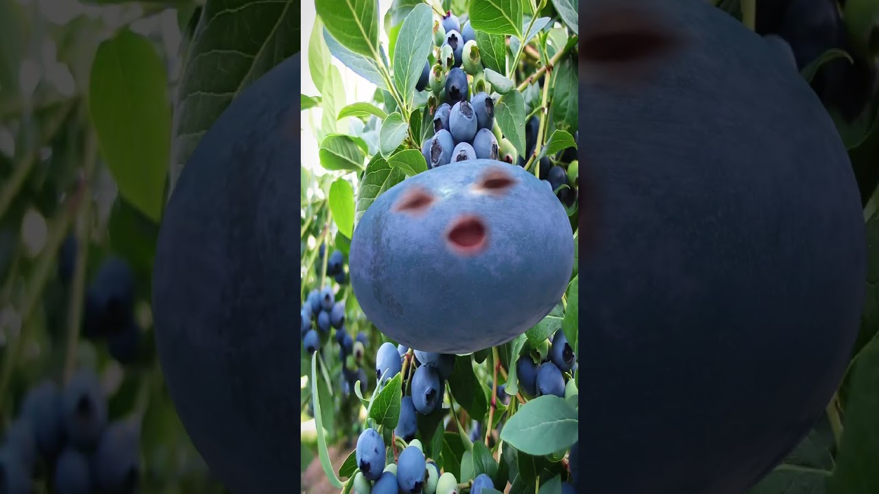 Blueberry's song is so fu... Buh byyyyye. #shorts #short #blueberry #sketchcomedy #funny