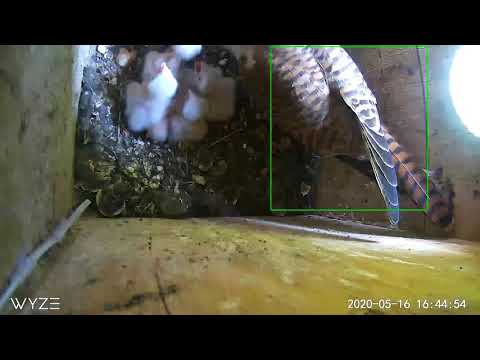 5 kestrel chicks