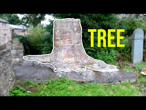 How did this tree turn to stone?