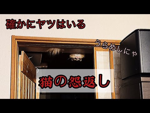 妻が絶叫したので見に行ったら「天井から猫生えてた」 思わずビックリ逆さの猫 | おたくま経済新聞
