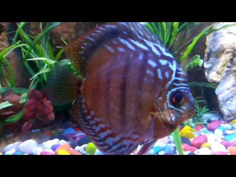 Discus fish tank with 3D background