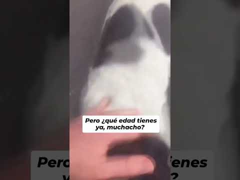Nunca pierdas la esperanza. 🥹 🐕 🐩  perrito amor