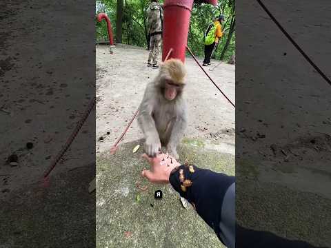 Правда о жадной обезьяне Как распознать настоящую дружбу 🐒💔#shorts