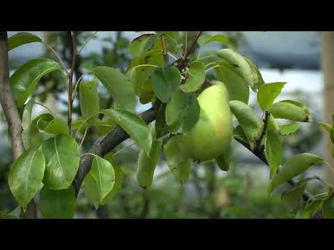 Saveti za berbu i skladištenje krušaka