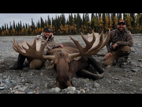image-Where can I see moose in Fairbanks Alaska?