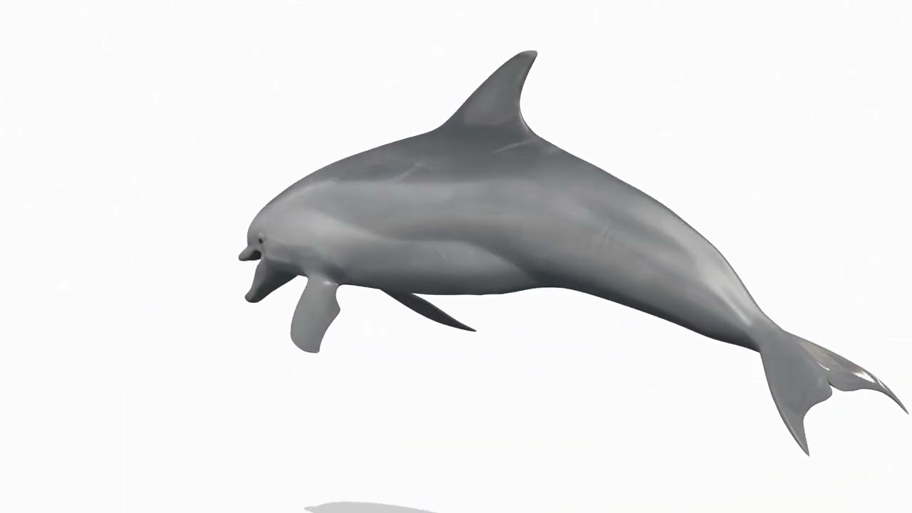 Delfino animato in 3D Modello 3D
