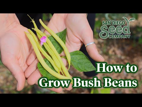 Benefits of Growing Bush Beans | San Diego Seed Company