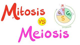 Mitosis vs Meiosis | Biology