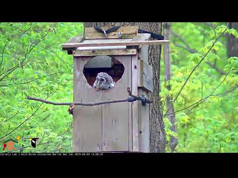 Female Joins Owlet At Nest Box Entrance – May 3, 2019