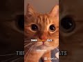 Five Facts About Orange Cats Cat Cats