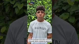 KOZAN ALAPINAR KÖYÜ'NDE AVAKADO FİDALARI ÜRÜN VERMEYE BAŞLADI