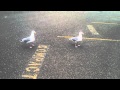 Seaguls Eating Fries