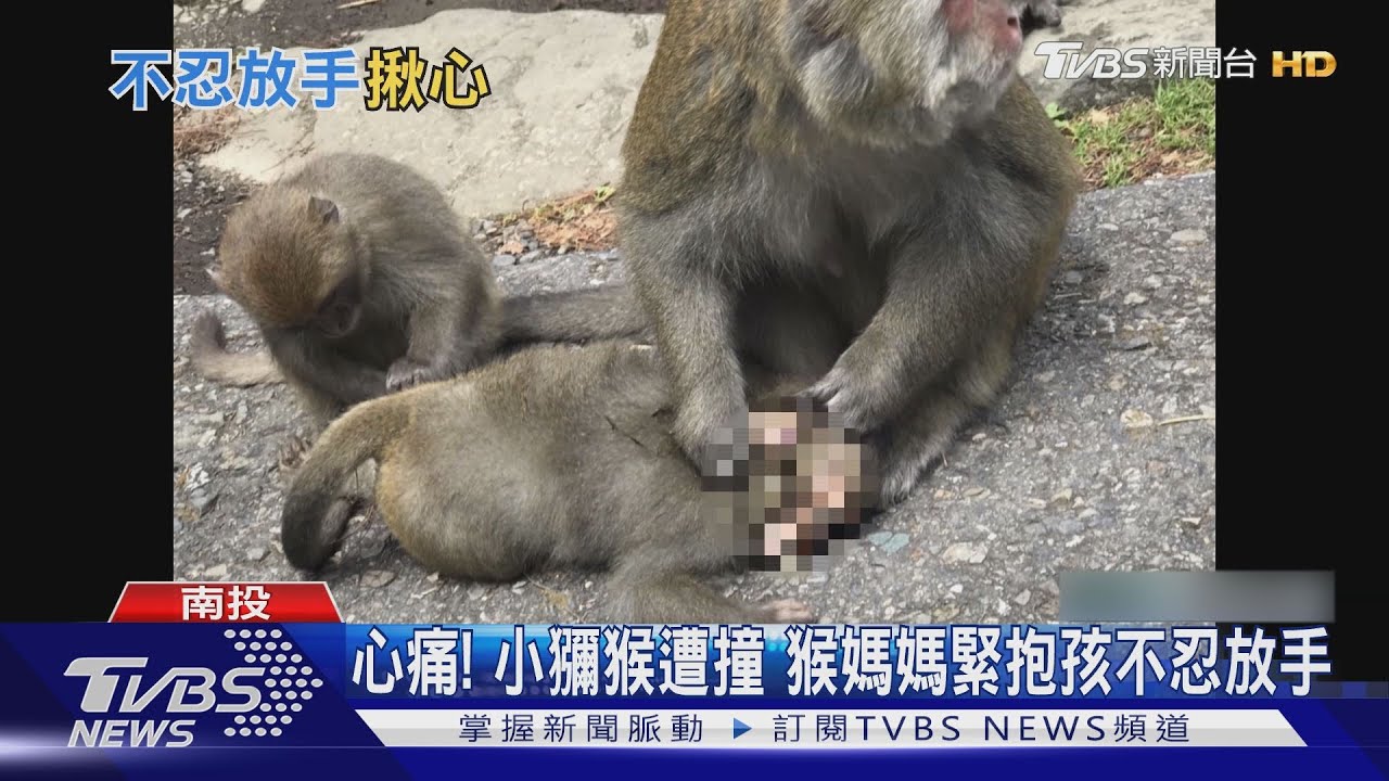 心痛!小獼猴遭撞 猴媽媽緊抱孩不忍放手