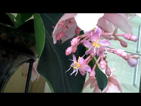 MEDINILLA MAGNIFICA FINALE.