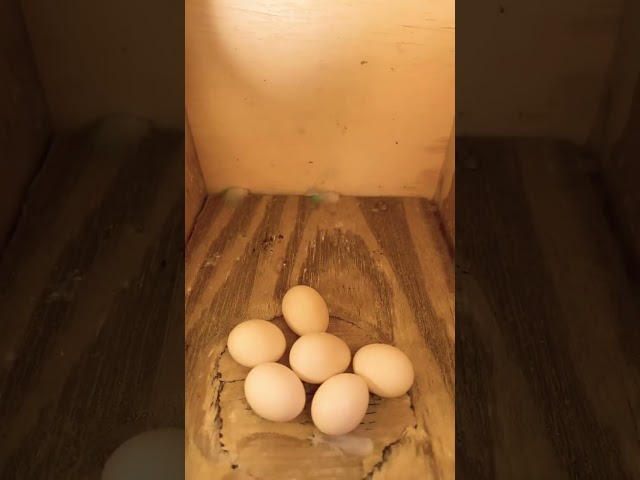 Vídeo relacionado con De Pájaros 13.5-15cm De Pájaros De Coco para Jaula Nidos De Pájaro Colgante Casa De Anidación De Pájaro Juguetes para Nidos Natural, Casa para Loros, Periquitos, Hámster, Ardilla