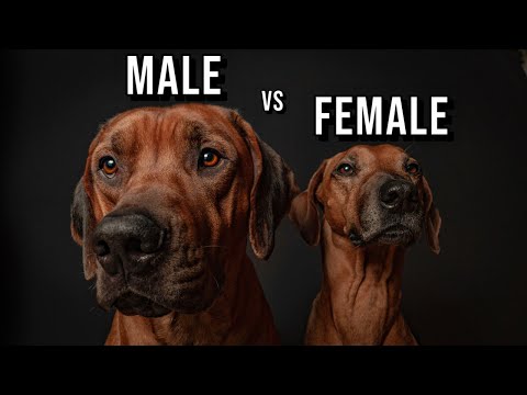 Male vs Female Rhodesian Ridgeback: Which One Should You Get?