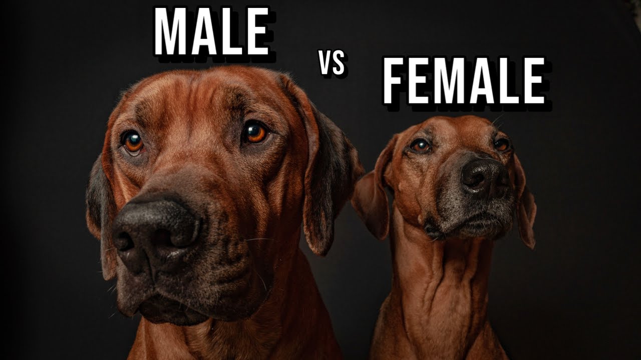 Male vs Female Rhodesian Ridgeback: Which One Should You Get?