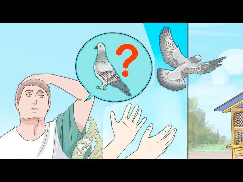 , title : 'Comment entraîner un pigeon voyageur ?'