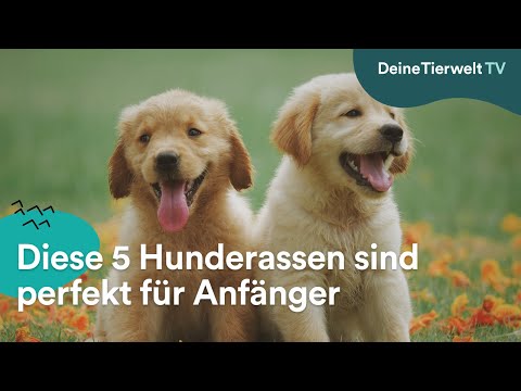 Ruhig & für Anfänger geeignet: Diese 5 Hunderassen überzeugen